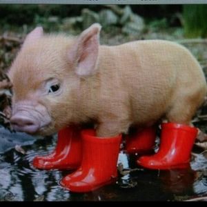 Meet your Posher, Elsa